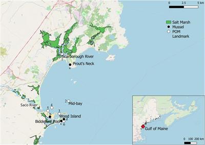 Detrital Subsidies in the Diet of Mytilus edulis; Macroalgal <mark class="highlighted">Detritus</mark> Likely Supplements Essential Fatty Acids